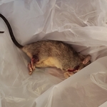 Rat Removal