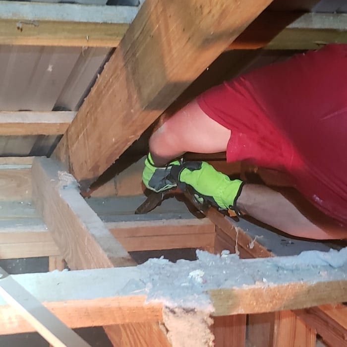 Wildlife Removal