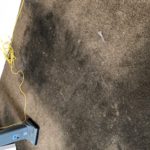Carpet Cleaning