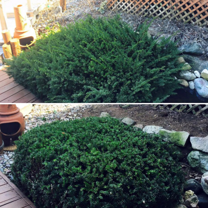 Shrub Tighten