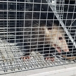 Possum