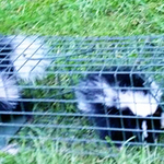 Skunks Trapped