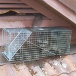 Racoon Trapped