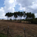 Forestry Mulching