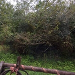 Forestry Mulching