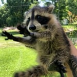 Raccoons