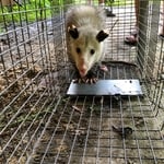 Opossums