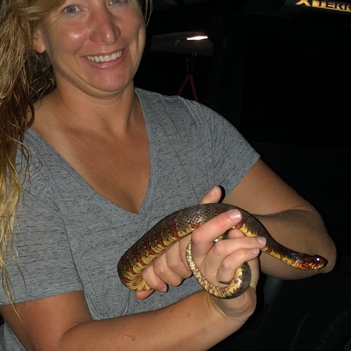 Banded water snake