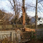 Damaged tree