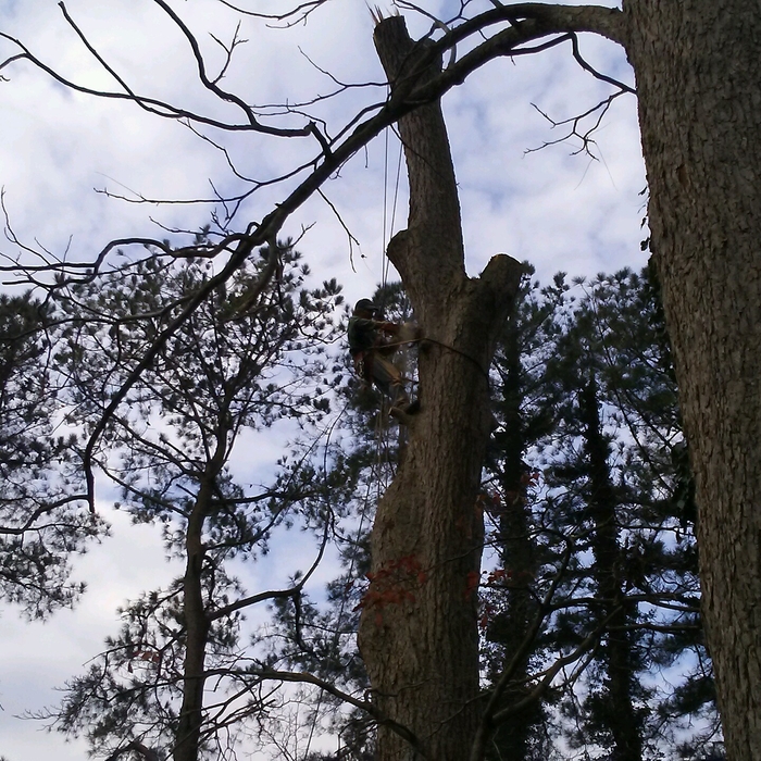 Tree climber removing limbs and top of tree