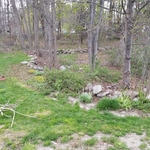 woods