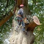 Tree Gallery