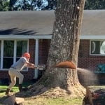 Oak Tree Removal