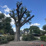 Tree Services