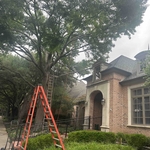 Tree Services