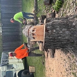 Tree Services