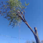 tree service