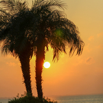 Healthy Palm Tree