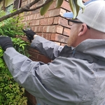 Pruning Foliage