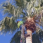 Palm Trim
