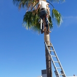 Palm Trim