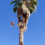 Palm Trim