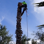 Palm Removal