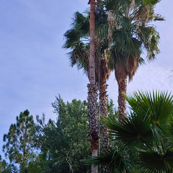 Palm Removal
