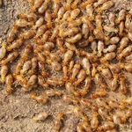 Termite