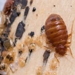 Insect Pictures