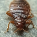 Insect Pictures