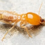 Insect Pictures