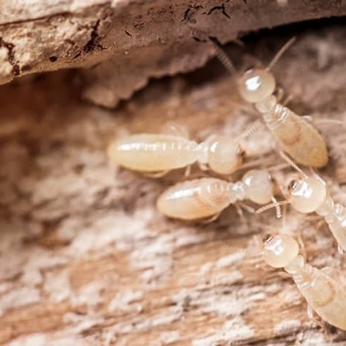 Insect Pictures