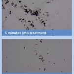 What happens to mold?