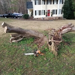 Large stump before