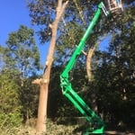 Tree removal
