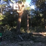 Tree removal