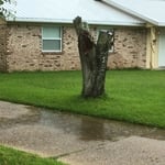 Stump Grinding/Removal