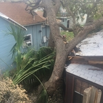 Two live oaks that uprooted on a house