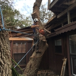 Removing one of the last logs