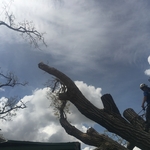 Large crane assisted tree removal