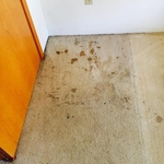 Before Carpet Cleaning