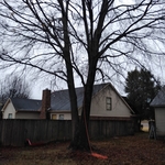 Tree removal