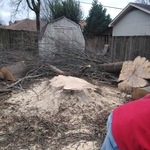 Tree removal