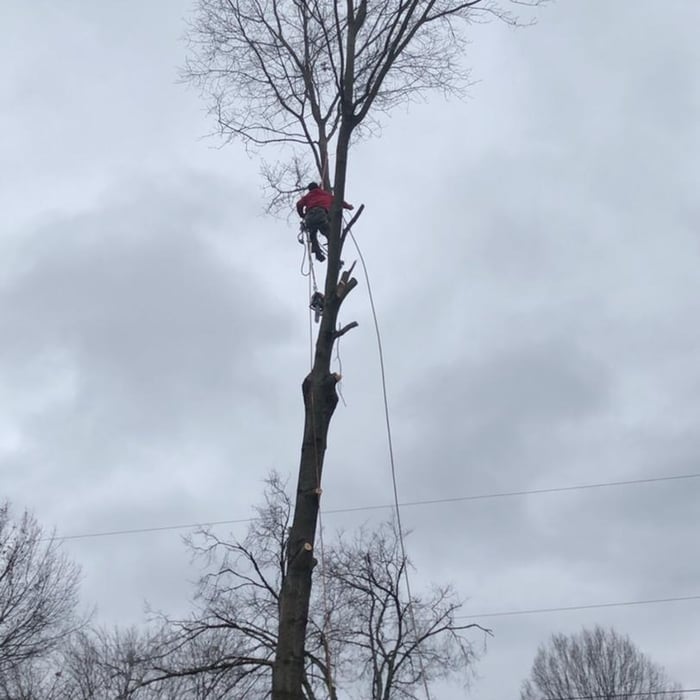 tree removal