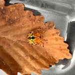 Orb weaver