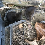 Voles