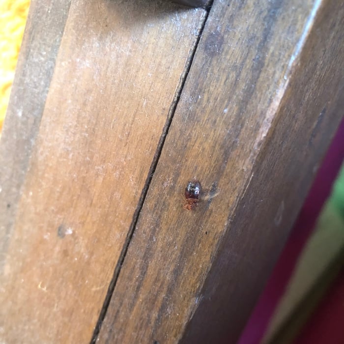 Bed Bugs