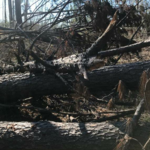 Tree Removal