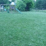 Back Lawn